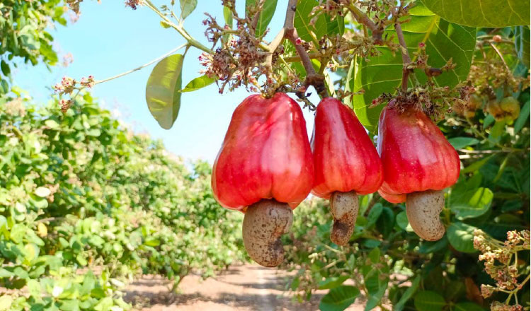 Cashew sector sees export growth amid climate challenges